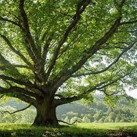 सरकार कोई भी आए।😎
आप बस
घर के सामने 
दो पेड़ जरूर लगाये  🌳🌳
छाया अवश्य आएगी।

नही किया तो ....
अबकी बार  48° पार - 🥵 
अगली बार   50° पार 🥵 🥵 ☀️ 
#plants #trees #ClimateAction #summer