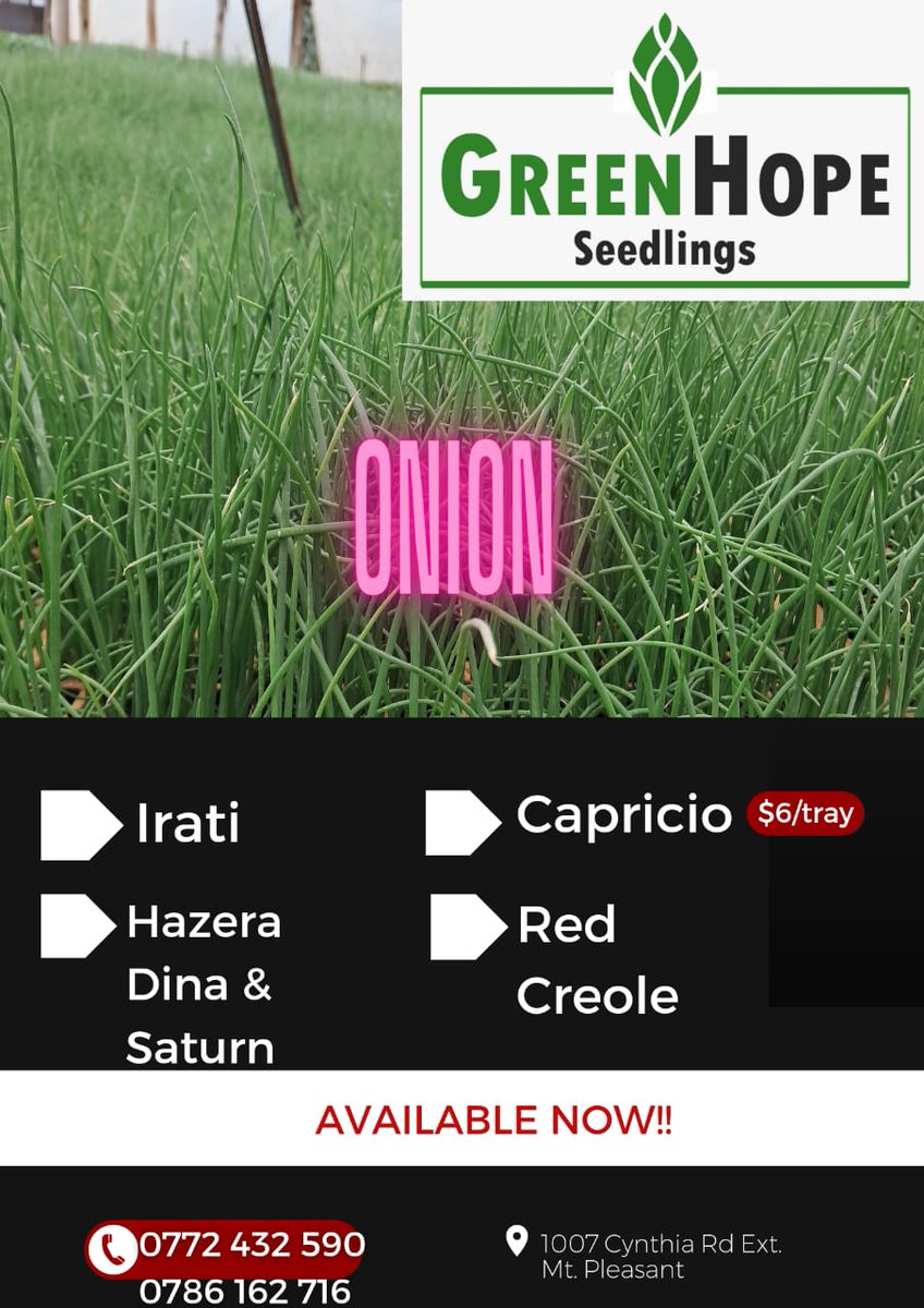 We are still in the onion planting season..
Hybrids Irati, Dina and Satur <a href="/LizBenjie/">Liz</a> <a href="/PhiriDivah/">Divah Phiri</a> <a href="/SeedCoZimbabwe/">Seed Co Zimbabwe</a> <a href="/farmbuzz1/">Farmbuzz Agriculture</a> @Charterseedsofficial <a href="/agribusiness110/">agribusiness1.</a> <a href="/ndakaripa/">Ndakaripa Hungwe🌻</a> <a href="/babatafi/">Ishmael Rupanga</a> <a href="/yofavagronomist/">🦄 Agronomybae -IPM Queen👸</a> <a href="/munya_chichevo/">Munya Mudhumeni🇿🇼🇿🇦🇹🇿</a> Capricio $6/tray