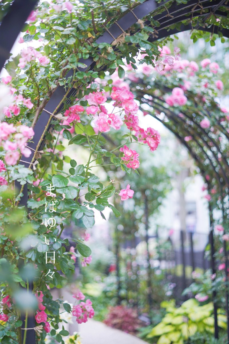 つづいていく #キリトリセカイ #カメラ散歩 #東京ガーデンテラス紀尾井町 #薔薇 だいすきな薔薇のアーチ 今年もかわいい