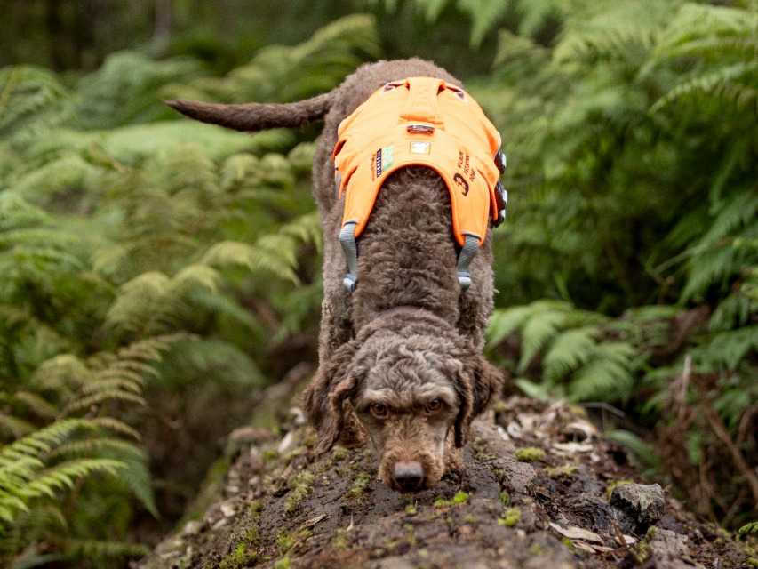 Australian Geographic tweet media