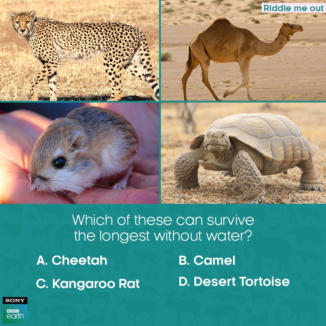 Hint: These animals don't sweat, and their highly specialised kidneys help them with extreme water conservation in dry areas.​

#SonyBBCEarth #FeelAlive #Nature #Wildlife #RiddleMeOut #Cheetah #Camel #Kangaroo #Rat #DesertTortoise
