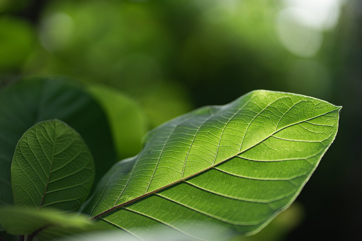 Share your photos of leaves with us! 🍃