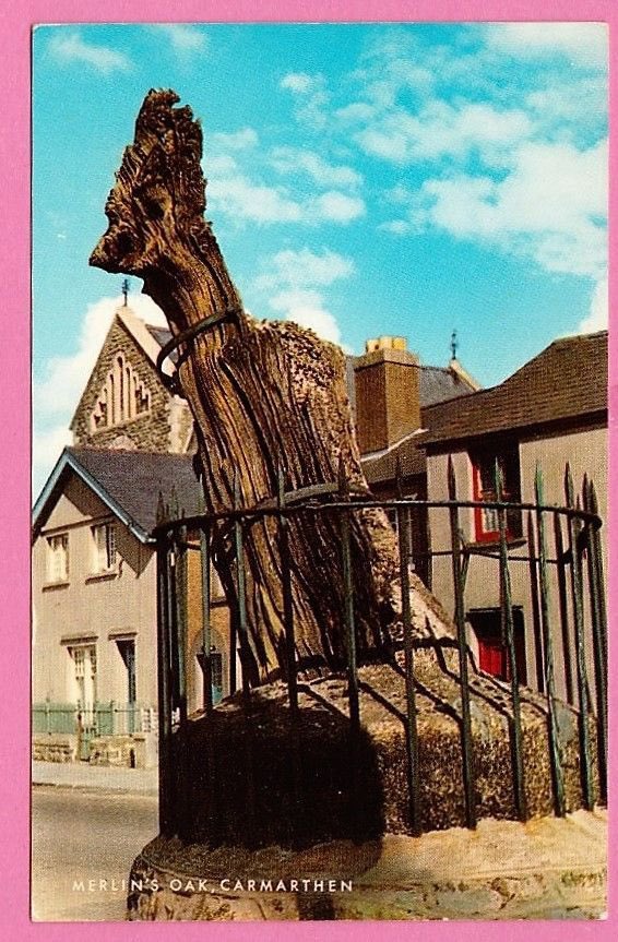 Merlin's Oak, or Priory Oak (Yr Hen Dderwen) 

Carmarthen is known as the birthplace of Merlin, & if the oak fell disaster would follow

The tree died in 1856, but everyone was too scared to remove it, so it stayed in place until 1978. I can confirm the town is still there