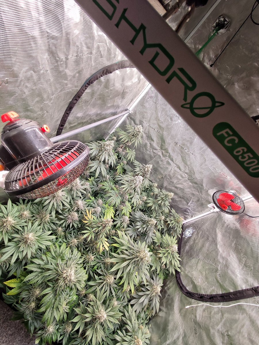 Últimas semanas 👏👏
Medikit VS Buddha Skunk 🔥
@BuddhaSeeds 
FC-6500💡
@MarsHydroLight @Coco_Pan2022