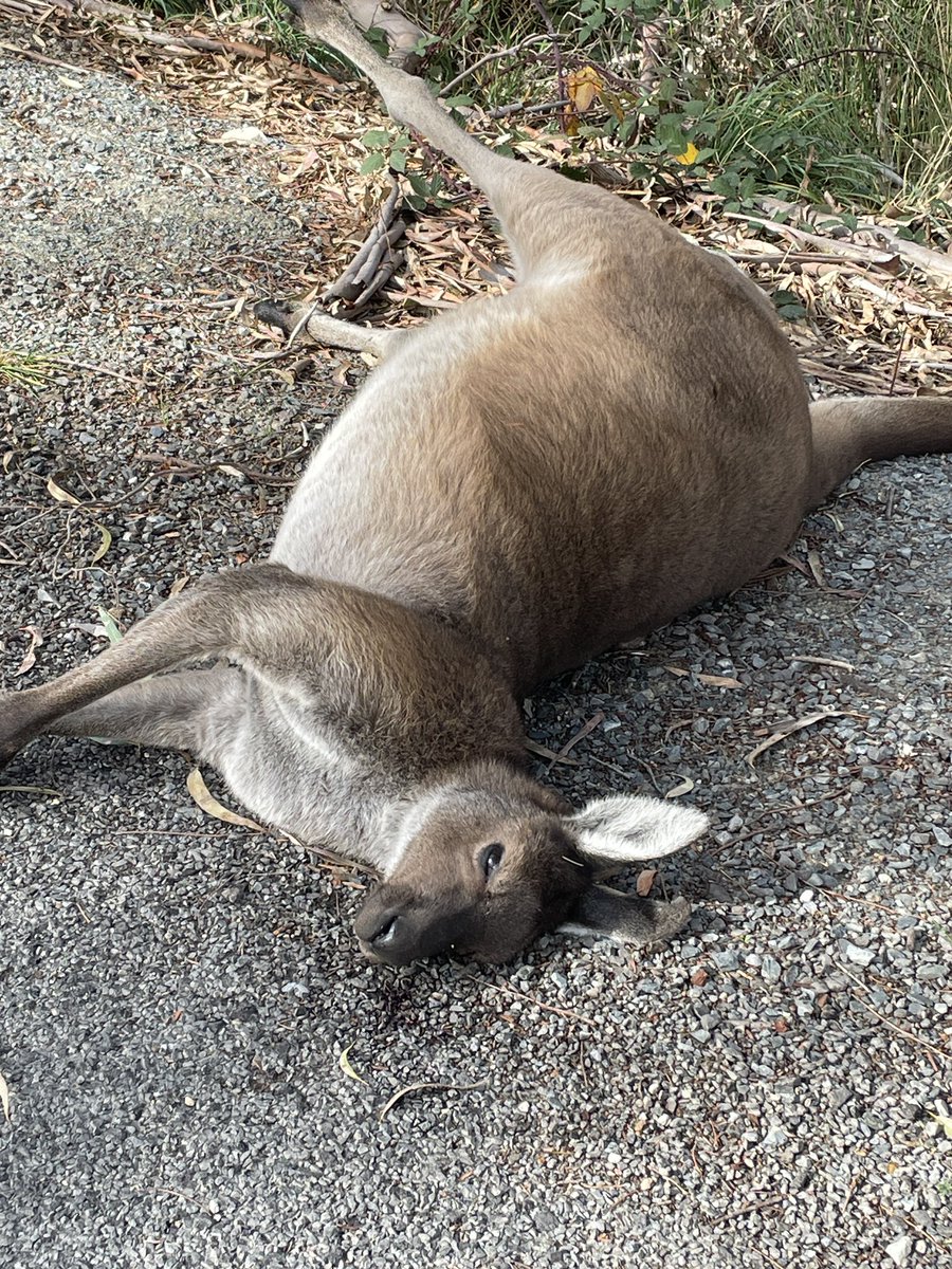 Another day another beautiful Alpha male killed on #RiverRoad due to @PMalinauskasMP #LaborParty and his cheap decision to allow over 15 metre trucks to detour through a known Wildlife area. He ignored all concerned about the dangers.Shame on him.!!! 🤬😡💔🦘