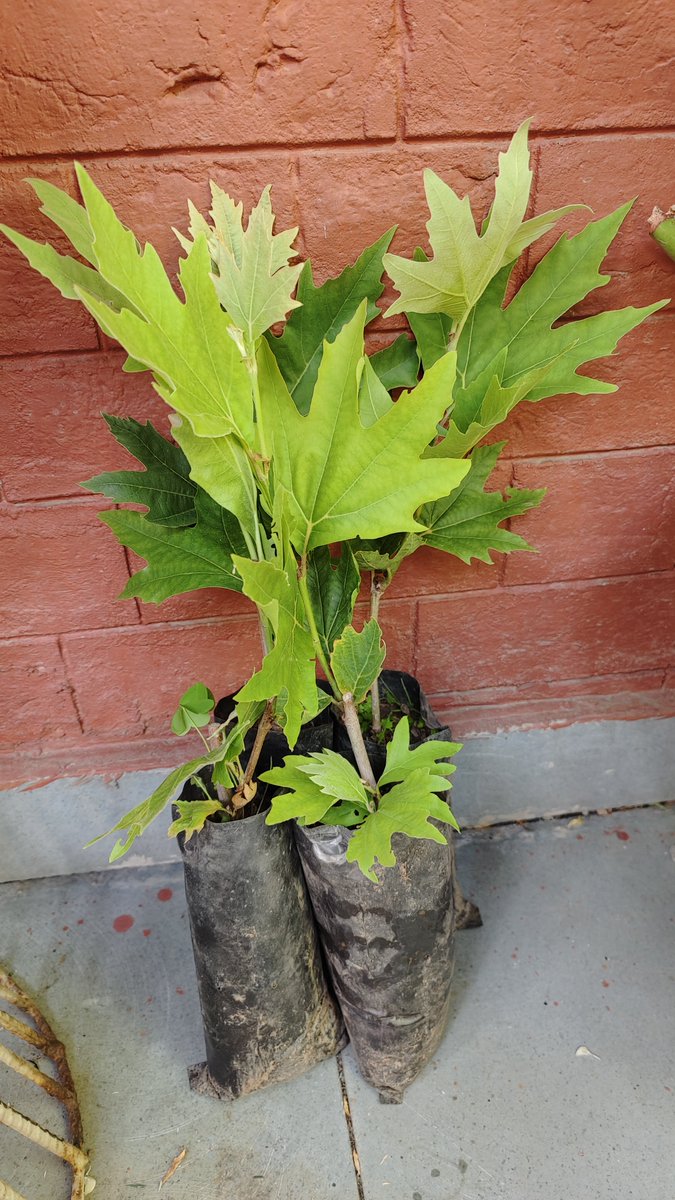 What an absolute fab gift to receive!! 😍😍 4 baby chinar (maple) trees for the property. About 2 years old I guess and super healthy. For now given heat they will stay in their bags and will plant post a few rain falls. #trees #GardenersWorld #plants #HimachalPradesh