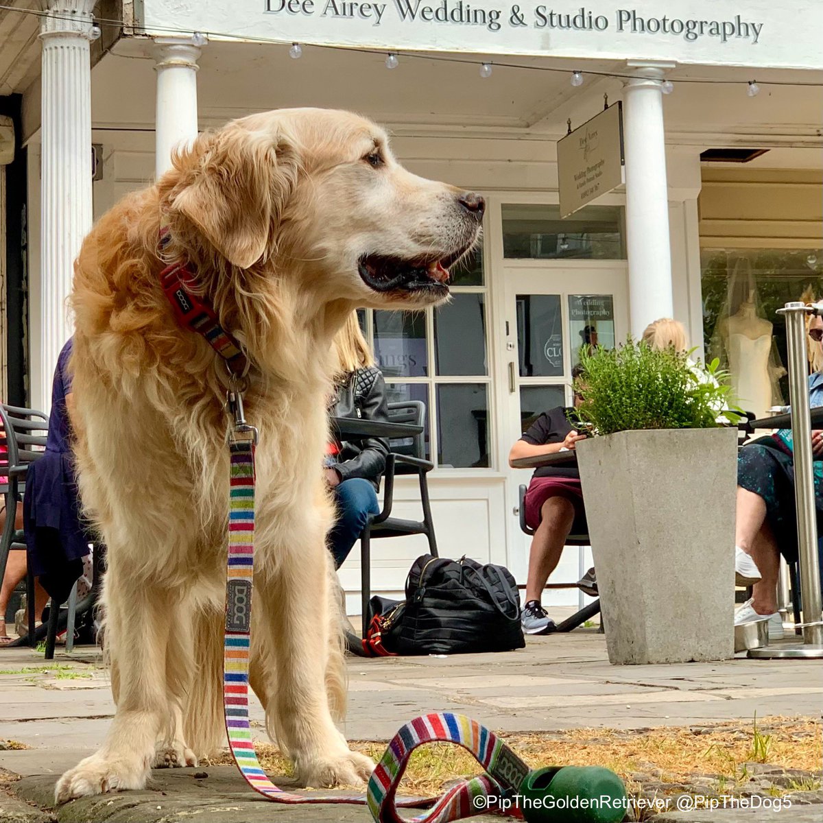 🌤️🐶📸 Look left, look right - anywhere but at the camera! 👀 #WontLookWednesday