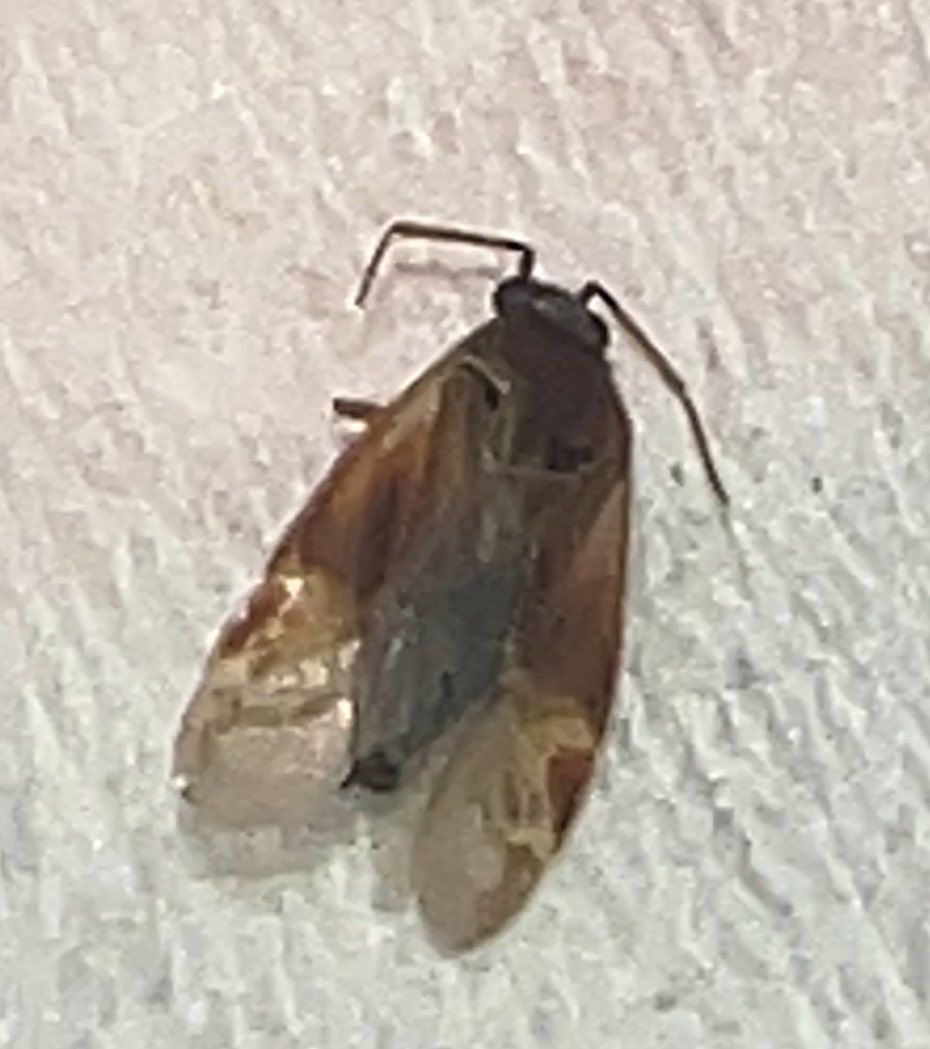 bbabbooboo's tweet photo. @SciBugs @StatedClearly Hello, I am sorry to bother you but I was wondering if you know this insects. I saw it crawl on my bed 3 times already. It is small, fast and it flies. If you happen to know this type of insect please let me know because I have to get rid of this asap🥹🙏🏻😭 https://t.co/ROYZLJ6Kfb