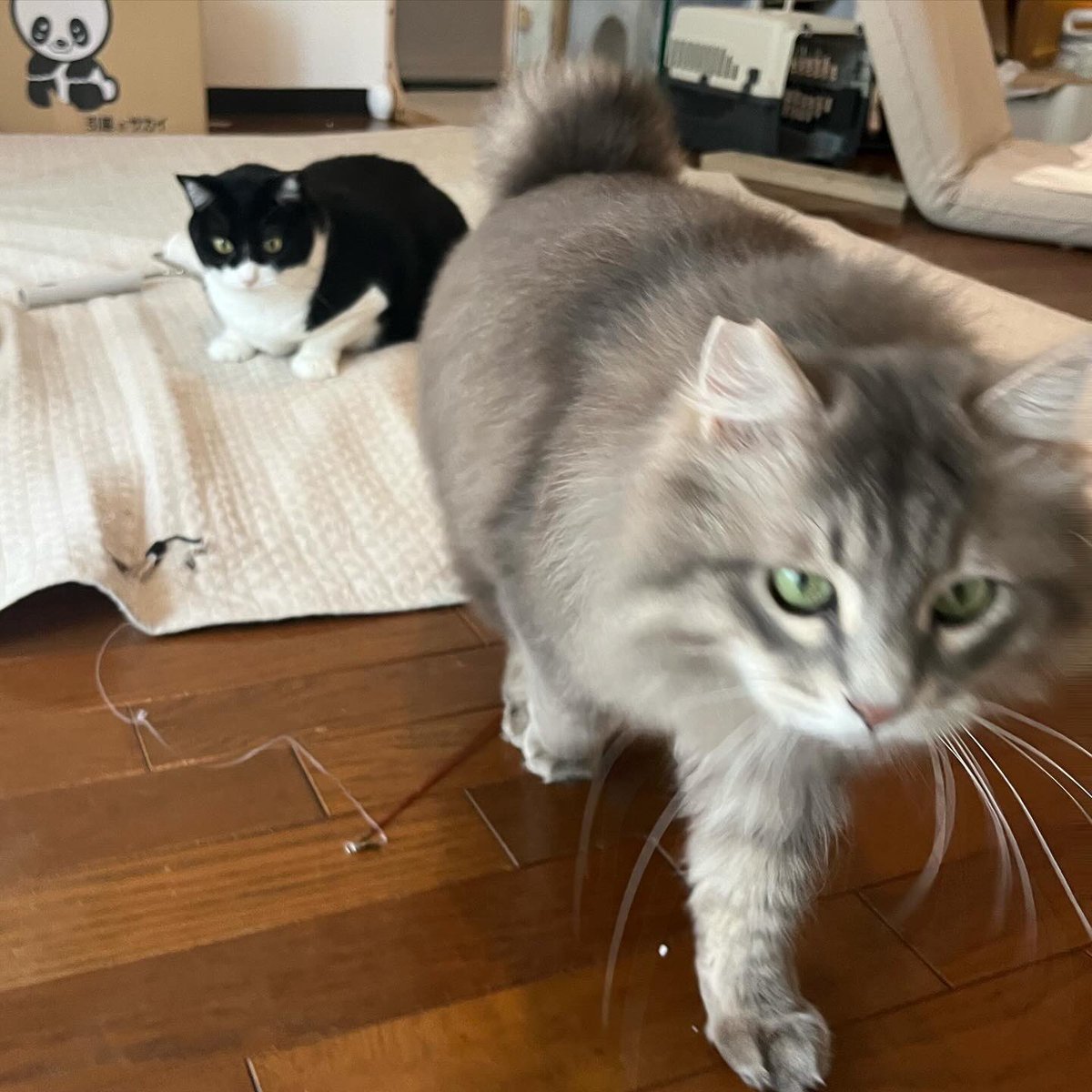 kanitabe1kko's tweet photo. そういえば、かわいいねこちゃんが増えました！かわいいです https://t.co/EcRv4NQNb4
