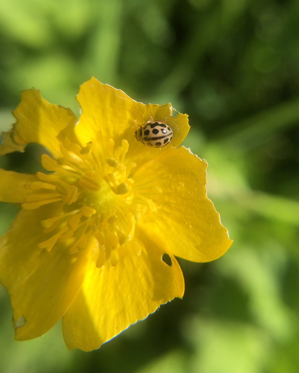 One of the tiny many spotted Ladybirds for #WildWebsWednesday This one is sedecimpunctata, the 16-spot Ladybird, which often gets overwhelmed by spot numbers and simply fuses some together.