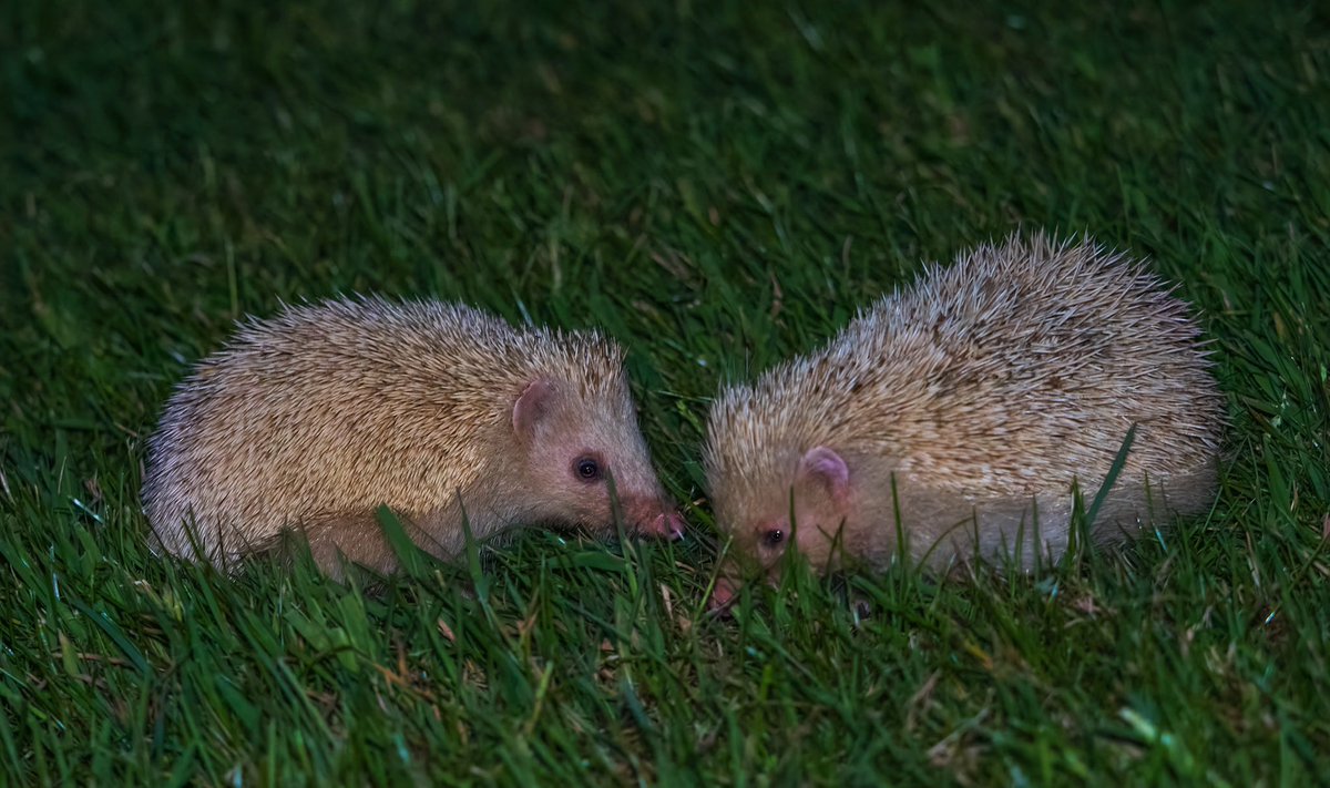 The blonde hedgehogs on Alderney carry a recessive gene from pets bought from Harrods in the 1970. The colour variation is leucistic with pink instead of black noses. They are all over the island, including gardens. @Shropsmammals @Mammal_Society @BBCSpringwatch @OMSYSTEMcameras