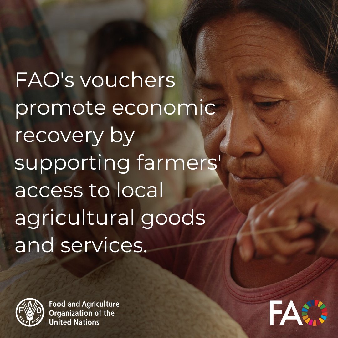 Vouchers support farmers and pastoralists’ access to local inputs, equipment and services, essential to help them maintain and develop their livelihoods. Learn more about @FAO's cash and voucher assistance 👉 bit.ly/3UPlHnU #CashAssistance #FoodSecurity