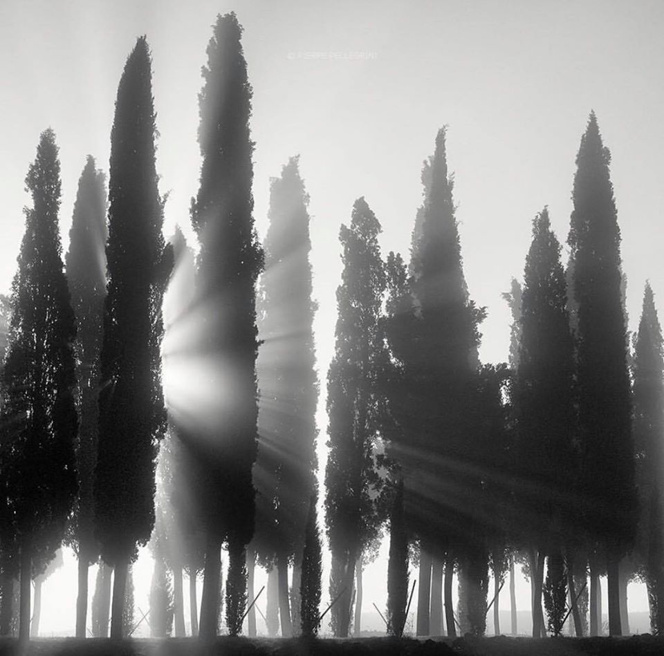 @ Pierre Pellegrini.