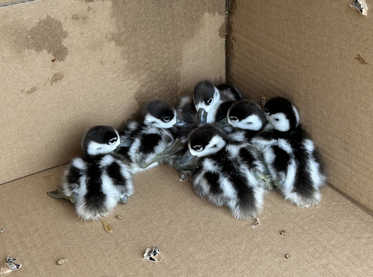 A family of Shelduck got stuck in a suburban garden in Douglas. Rescued by Wildlife Rescue Cork and kept overnight for observation as male got caught in a fence. I was able to assist by releasing the following morning at the very helpful Mahon Golf Club <a href="/NPWSIreland/">National Parks and Wildlife Service</a> <a href="/BirdWatchIE/">BirdWatch Ireland</a>
