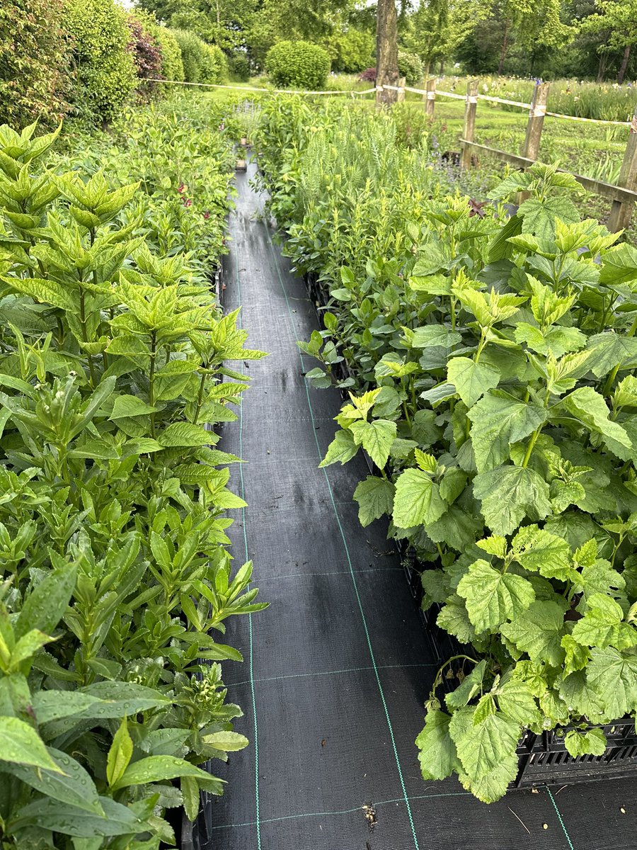 One of the growing beds, we have a huge range of peatfree plants coming through at the moment it’s potting every chance we get to keep new plants coming for the fairs! All grown by us on the nursery 100% peatfree! #peatfree #plantnursery #propagating #potting #plantfairs #plants