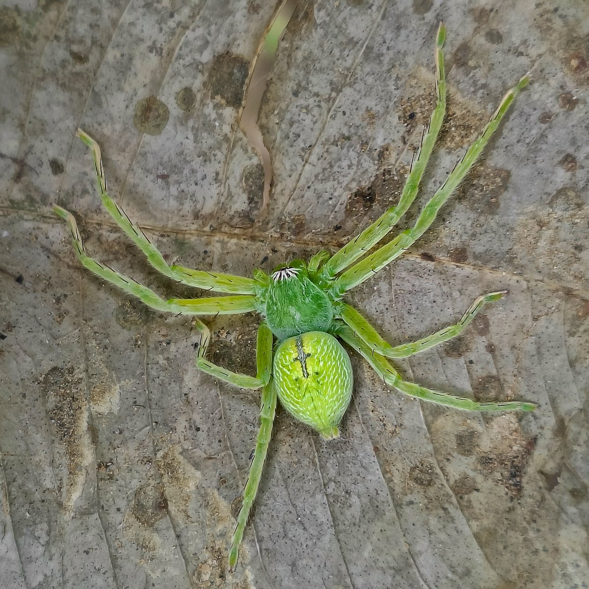 Olios milleti, is a species of spider of the genus Olios commonly called Green Huntsman spider. It is native to India and Sri Lanka 🕷️☘️
#BBCWildlifePOTD #wildlifephotography #NatureBeauty #IndiAves #earthcapture #macrophotography