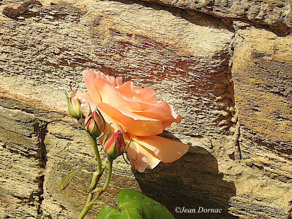 JeanDornac's tweet photo. Charmante rose qui « fait le mur » si je puis dire, elle est poussée par la jeunesse en forme de boutons... #charmante #rose #mur #poussée #jeunesse #boutons #parc #médiathèque #Lannion #CôteArmor #Bretagne #France https://t.co/UOsinwpQAE