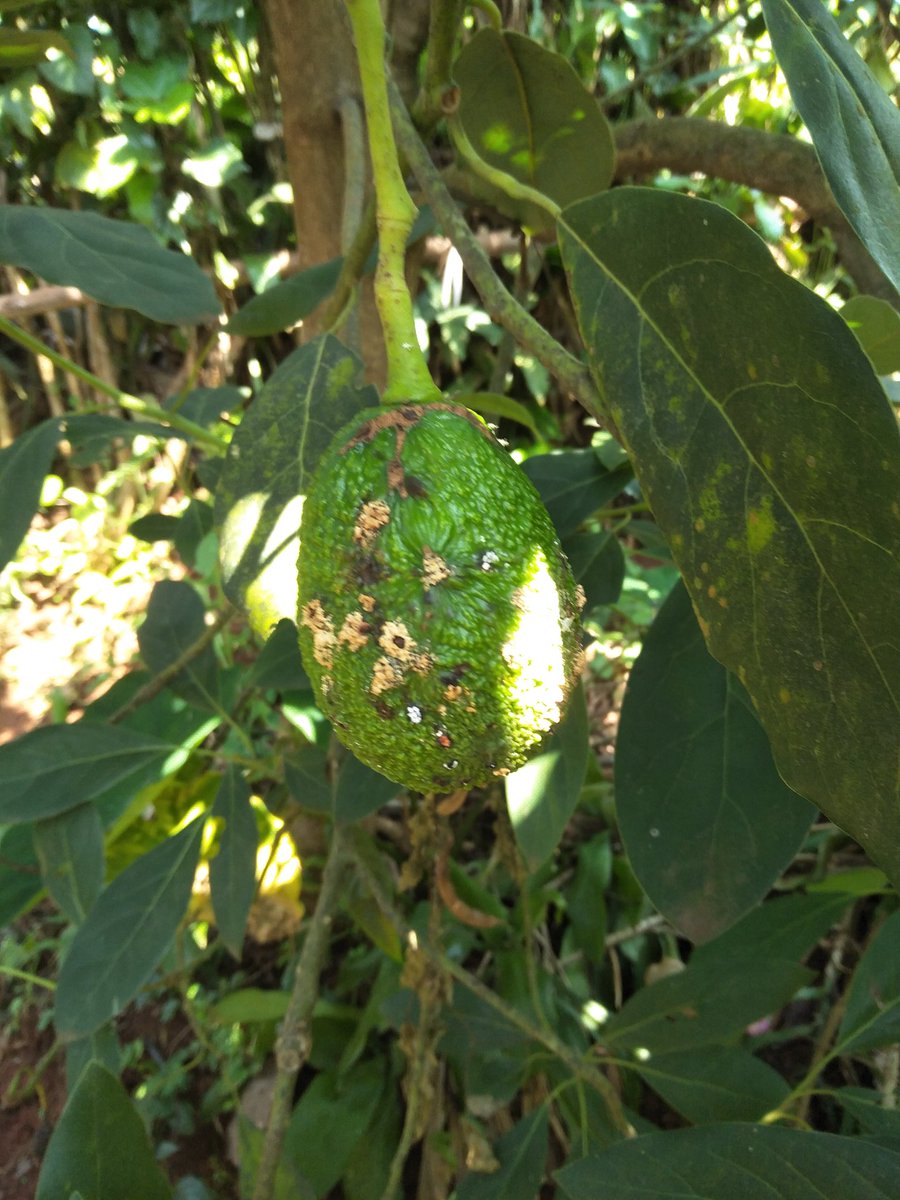 Hello my fellow agronomists. 
I was very disappointed to get to the farm and find my avocados looking like this. 
Can you help me find out what problem my Avocados has faced?  How can I manage this? 

I really need your advice🙏