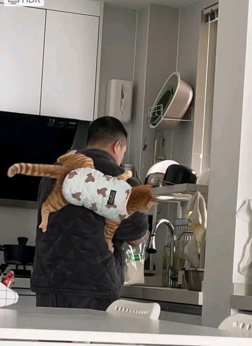 The most normal orange cat 🧡🐾