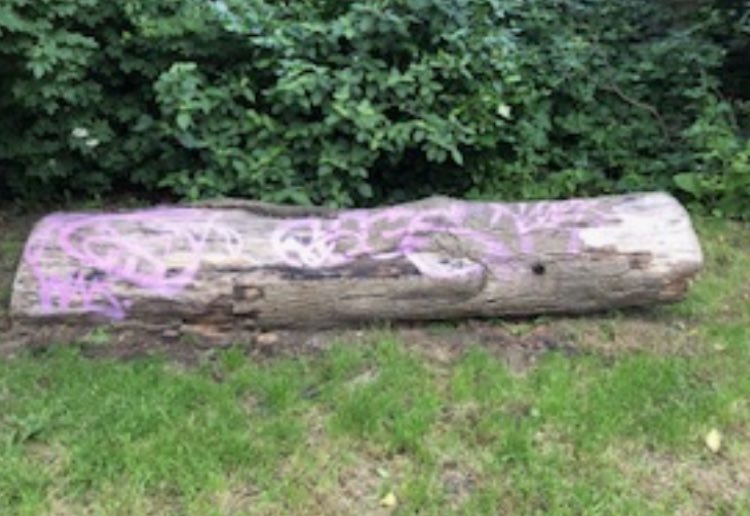 Spray painting a fallen tree (1st pic) may be one bright spark’s creative outlet, harming a living tree - the veteran Pedunclate Oak (Quercus robur) in Mountsfield Park #Catford #SE6 by the children’s play area - is dim (2nd pic).

@GlendaleLew @LewishamCouncil @mountsfieldpark