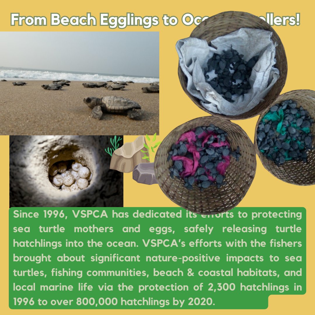 vspca-vizag (@visakhaspca) on Twitter photo 