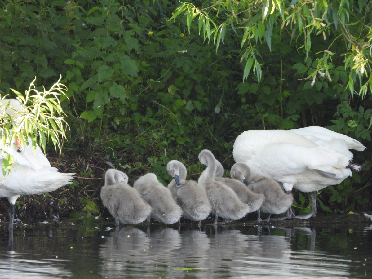 Splatt Bridge early morning highlights included, 3 Cuckoos 2m and 1f heard bubbling near the south reedbed, a Kingfisher with a fish on the canal. On the flashes the Black Swan pair, 2 Little Egrets, 3 Grey Herons, 6+Redshanks, 4 Gadwall and 2 Shovelers. #GlosBirds