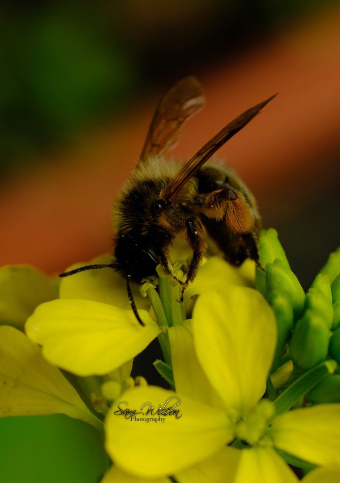 Garden bees 🐝🥰 #everyoneneedsnature #SaveTheBees #NaturePhotography