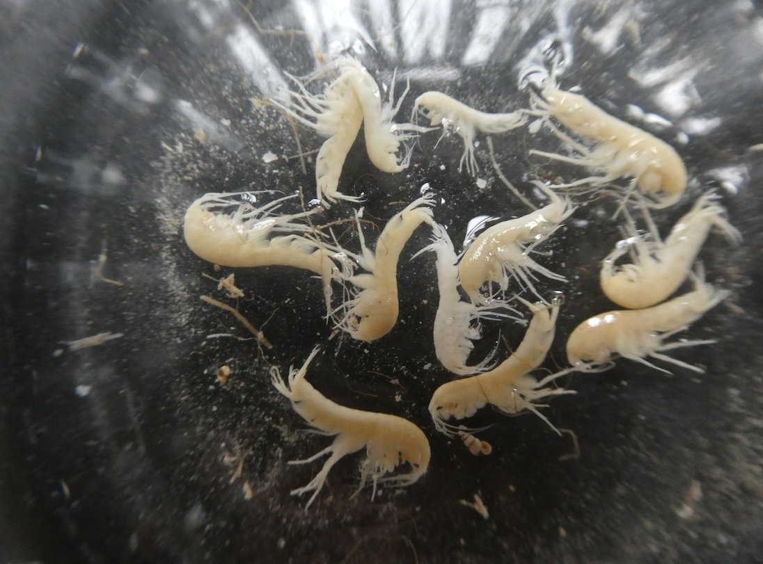 Florian Altermatt @florianaltermatt.bsky.social tweet media