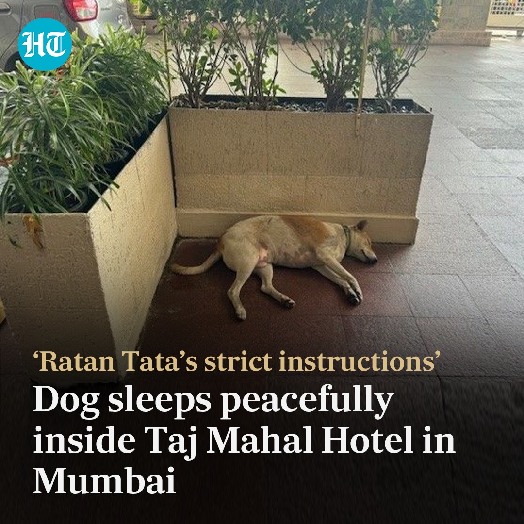 A woman experienced #RatanTata’s love for animals first-hand during her stay at the Taj Mahal Hotel in #Mumbai.

Read more: hindustantimes.com/trending/ratan…