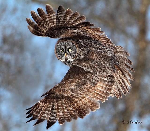 I see you 👁️👁️ Have a great day my friends 🦉