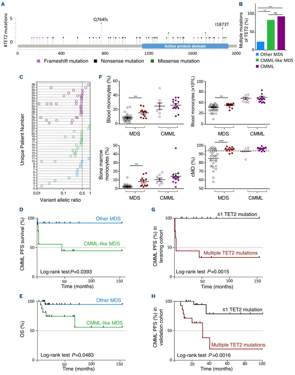 TET2 mutational status affects myelodysplastic syndrome evolution to chronic myelomonocytic leukemia doi.org/10.3324/haemat… #MDSsm #MPNsm #CMML #TET2