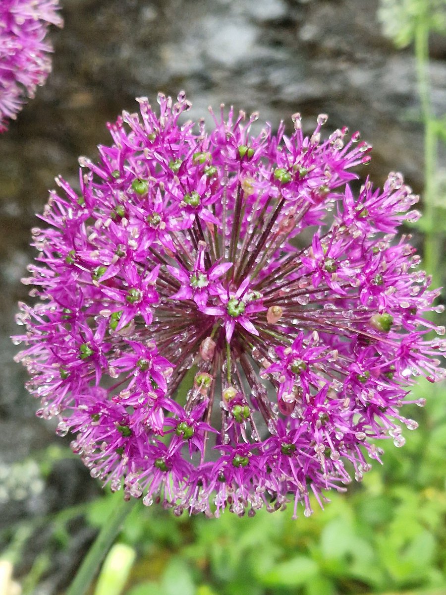 DeanneBarrow's tweet photo. @GWmag Raindrops on purple sensation album yesterday afternoon. https://t.co/U0g0AfleT8