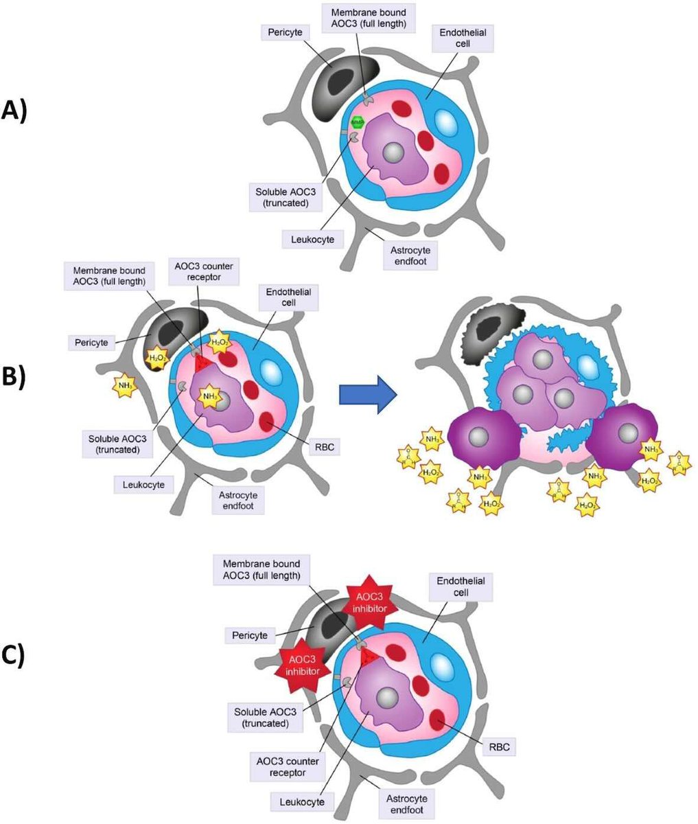 The ROBIN study evaluated the safety and efficacy of BI 1467335, an oral AOC3 inhibitor, in patients with non-proliferative diabetic retinopathy. BI 1467335 was well tolerated but had no clear efficacy signal. Read #OpenAccess here: nature.com/articles/s4143…

#Ophthalmology #FOAMed