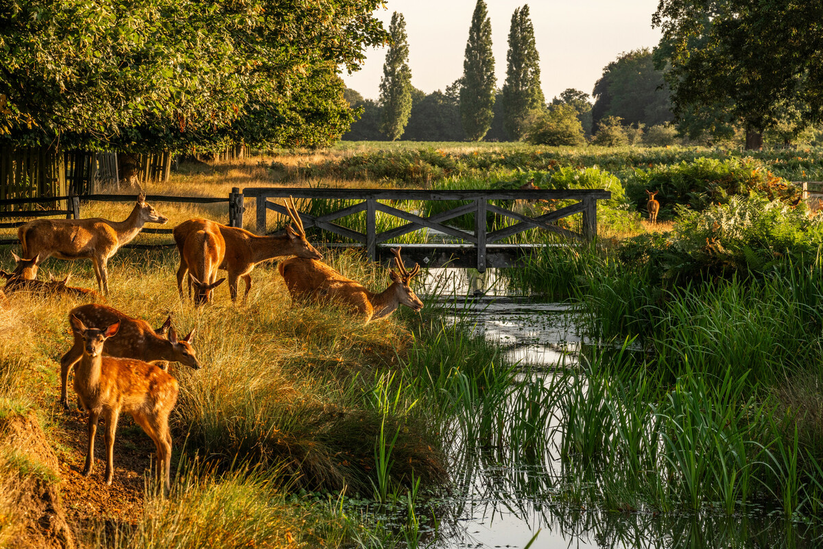 Even in the midst of bustling London, nature provides stunning moments like this! 🌳 🦌 📷 @LesleyAM13 📍 Longford River, Bushy Park P.S. Deer Birthing Season is May 1 - July 3, so be sure to stay 50m away from deer and keep dogs leashed at Bushy Park and Richmond Park.