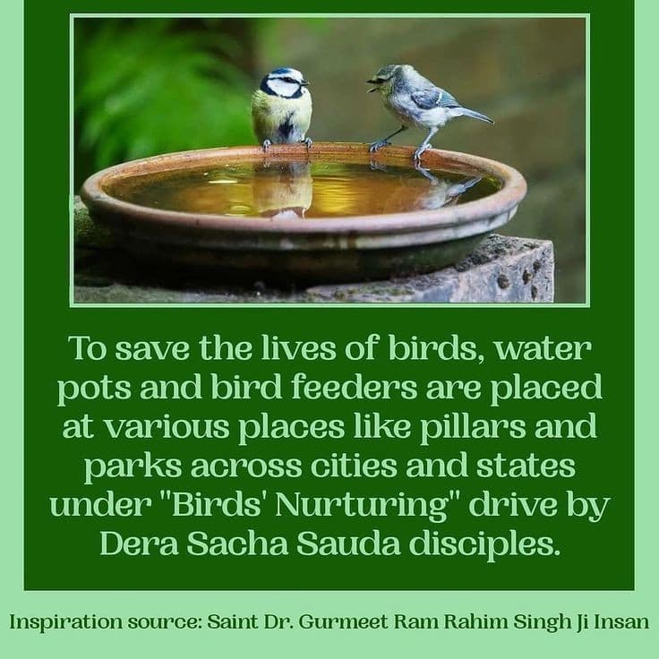 आओ मिलकर अपने घरों की छतो पर  दाना व पानी रखें ताकि किसी भी पक्षी को इस भीष्म गर्मी में परेशान न होने पड़े।  डेरा सच्चा सौदा के श्रद्धालु इस कार्य को बड़ी श्रद्धा के साथ कर रहे हैं यह प्रेरणा उनको  Saint #GurmeetEamRahim ji se मिली है।
#BirdsNurturing
#HelpBirdsInSummers