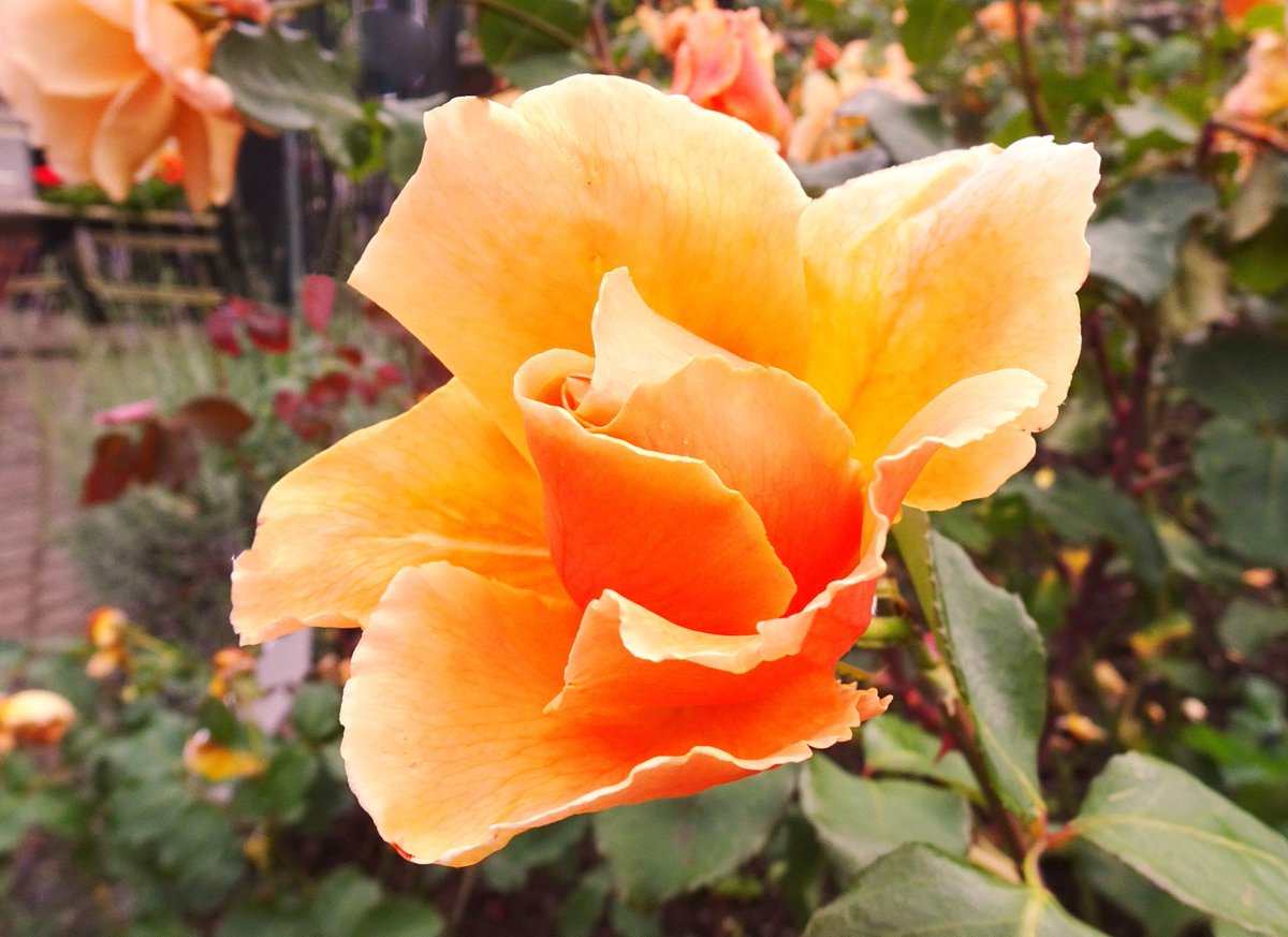 Happy #RoseWednesday to everyone! 🧡🌱🏵️🌱🧡 @ThePhotoHour @christinedemar @FopianoJoy #roses #flowerphotography #FlowersofTwitter #GardeningX #TwitterNaturePhotography