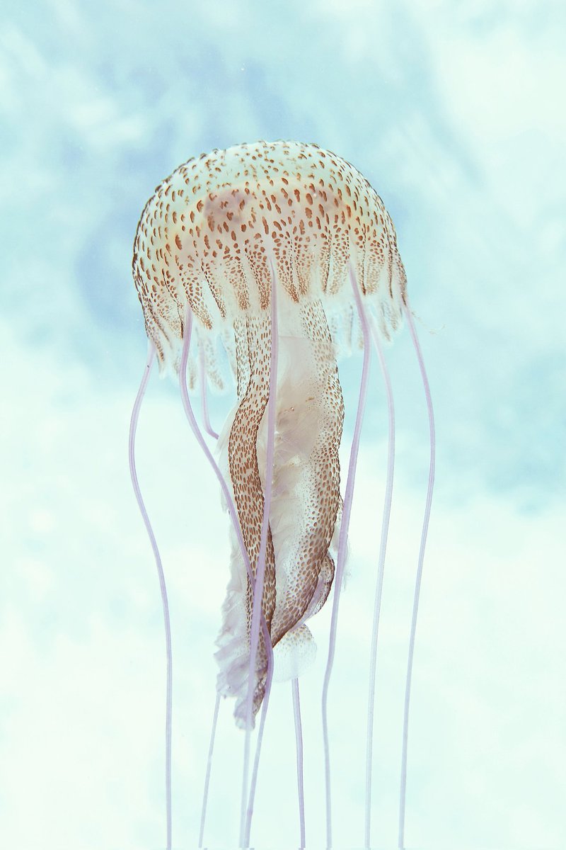 MikeJSea's tweet image. Es todo un honor haber ganado el 1er premio del concurso fotográfico del Colegio Oficial de #Biólogos en Canarias 🪼. Gracias @cobcan_info por defender nuestra gran profesión. Aquí la 📸 ganadora:
#fotosub #pelagianoctiluca