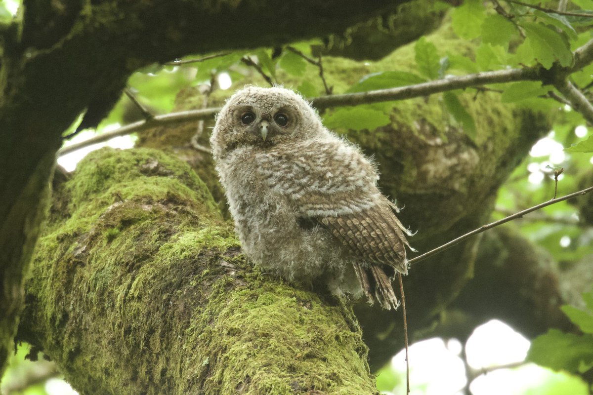 Now that the woodpeckers have fledged, I’m free from the orchard hide. First trip out was to the @quantockhills where we heard some distinctive sounds. Tawny Owl and two young.🦉🦉🦉