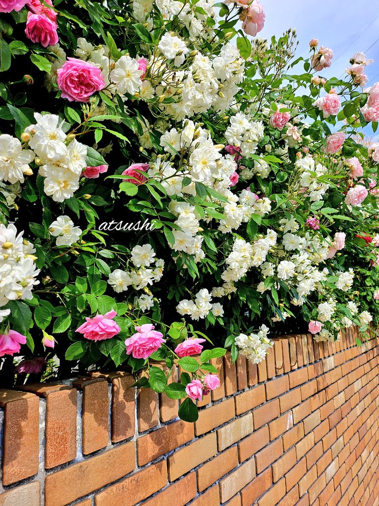 Roses blooming on the garage fence this year🌹 Snow Goose (white), English Heritage (pale pink), Wildebe (pink)🌹 #RoseWednesday