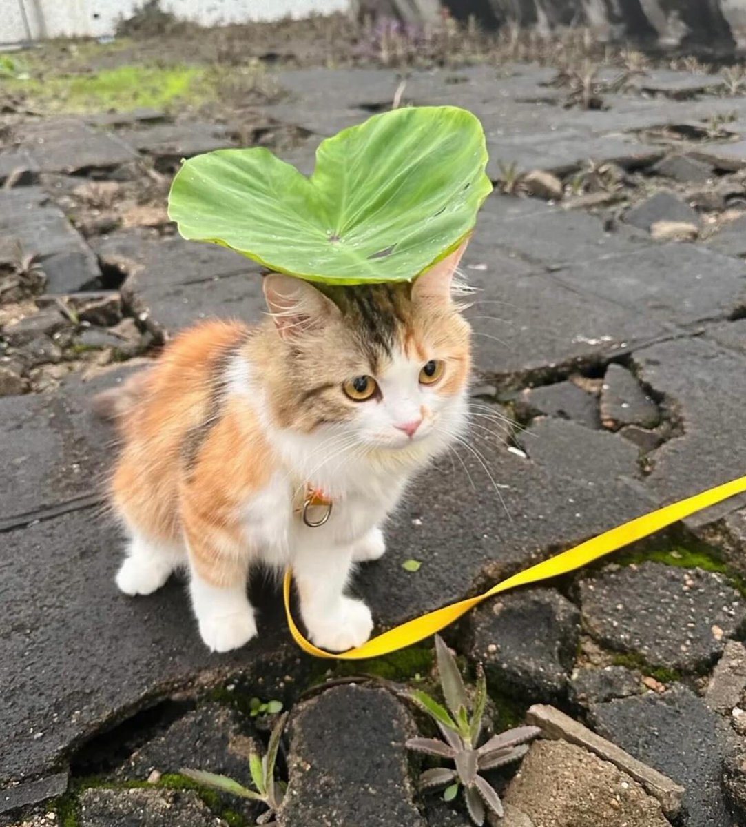 🌱🐱