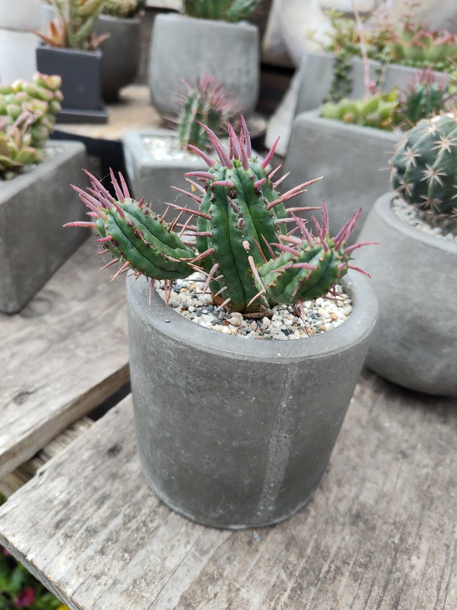 Guinea 🇵🇼🇲🇵🌜 tweet media