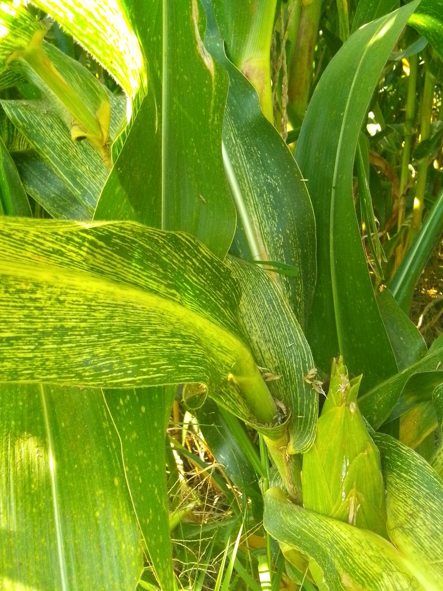 Morning 🌞 farmers and agronomist,what is name,cause and control of this maize disease ?