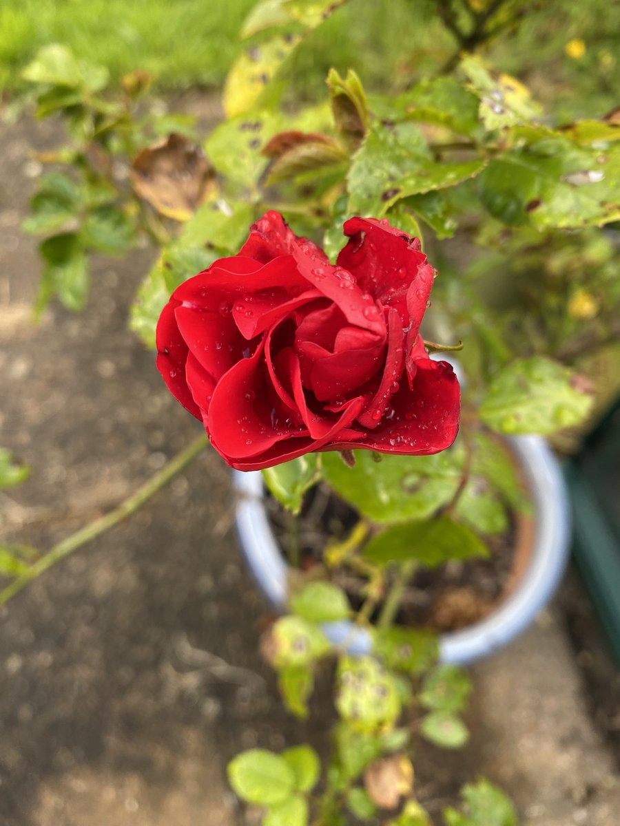 Monday was the 1st day of our #PottyTraining journey, so no #WildBeanAdventures on day 27 of #365DaysWild. Just a few quick trips into the garden for me, mainly to shoo away a cat! The older I get, the stranger cat ownership seems to me… But that’s a separate rant! Rose instead: