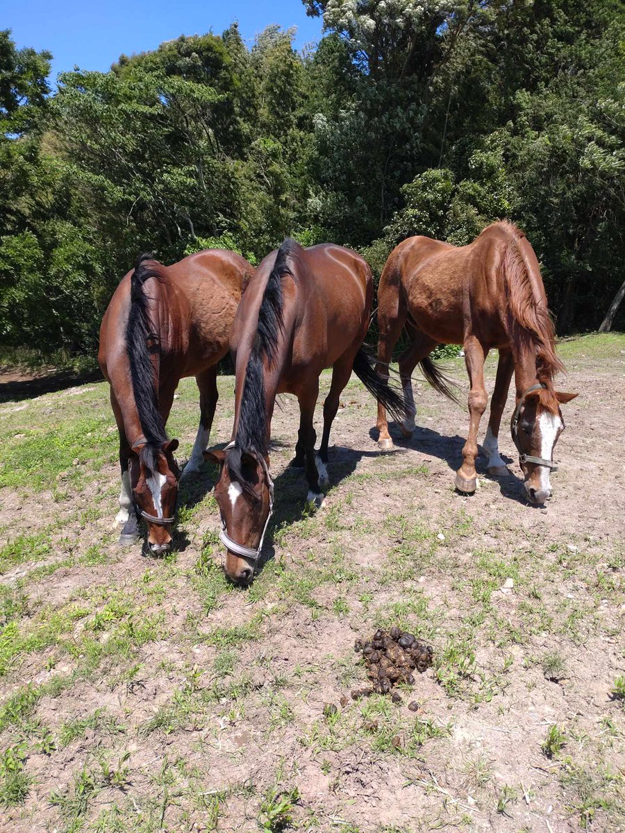 🐴#引退馬協会
🐴#フォスターホース
鹿児島の #NPO法人ホーストラスト へ移動して2ヵ月あまり。仲良しのお友達もでき、食べ放題の草に夢中のトリップオブラブ😋 元気です！ 画像はラブちゃんと同じ放牧地で過ごす馬のオーナーさんからいただきました。ありがとうございます✨️
#トリップオブラブ