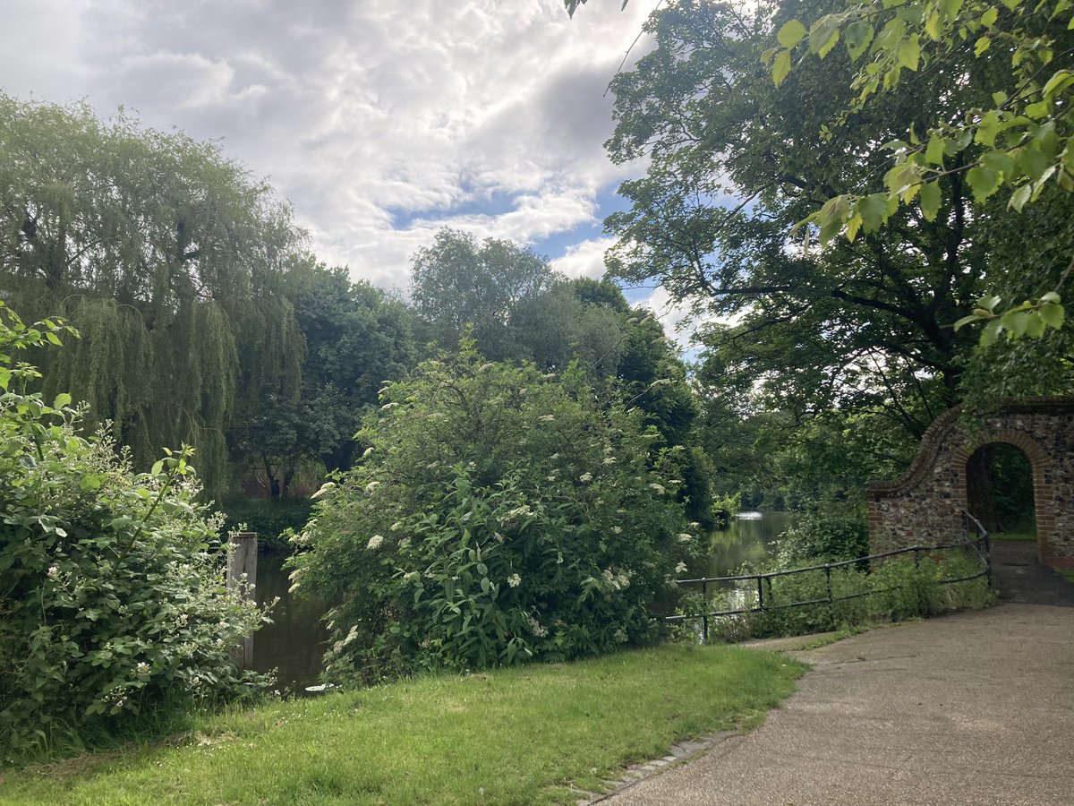 Lovely of Brian’s nearest & dearest to gift a top quality bench to @NorwichCC on the Riverside, but it would be even better if one could enjoy the panorama of the J Bridge & river. I’m sure we have plenty of sycamore & bramble elsewhere in the city? #norwich #landscape