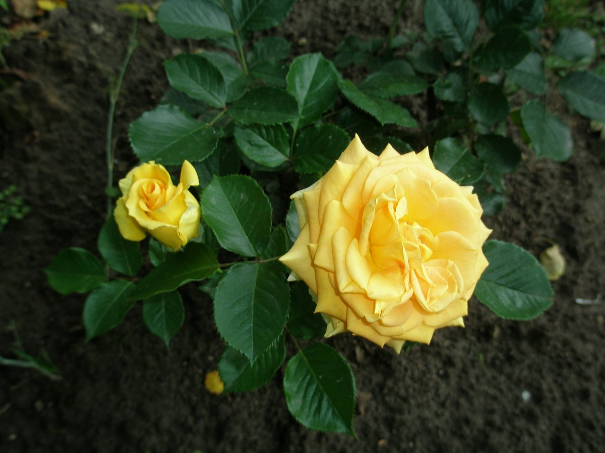 #photo #flowers #rose #yellowrose
