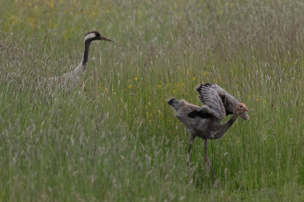 Ian Philip Misselbrook tweet media