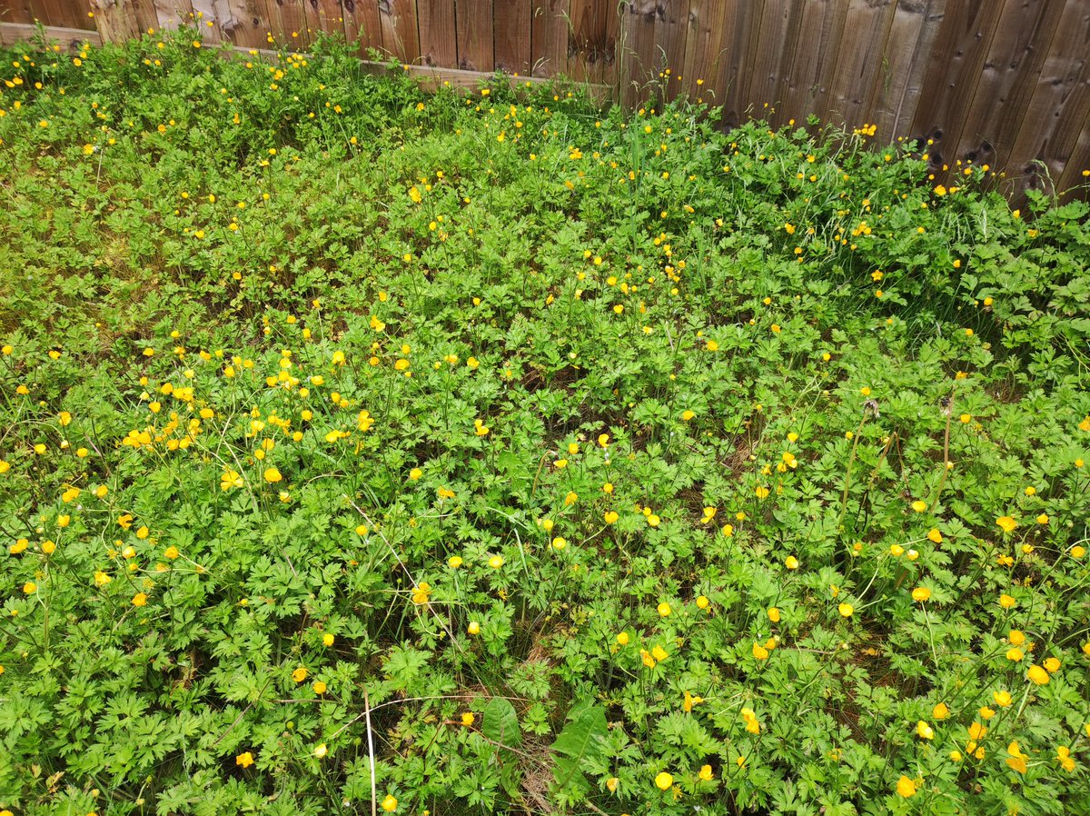 CourtofKJ's tweet photo. Look at this #ButtercupCorner! 

Our garden in Newcastle is just beautiful right now and letting nature do its thing to support much-needed biodiversity. 🌿🦋🐝 

I’ve been wondering if the neighbours might complain – so far, so quiet. 

#rewilding #Biodiversity #NoMowMay https://t.co/ZGhg06S2xq