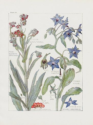 Houndstooth and borage, Wild Flowers of the British Isles, H Isabel Adams, 1907.