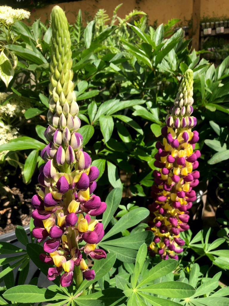 West country #lupin ‘Manhatton lights’ with beautiful bicolur #flower spikes in #maroon & #yellow – one of many in our range
#gardencentre #since1983 #socialenterprise #camdentown #northlondongardeners #gardenlovers #trainingandemploymentopportunities